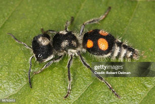 velvet ant wasp (family muttilinae) on leaf, colombia - warning coloration stockfoto's en -beelden