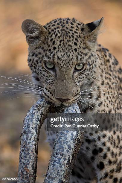 leopard (panthera pardus) with snake in mouth, kings pool concession, linyanti swamp, botswana - snake in pool stock-fotos und bilder