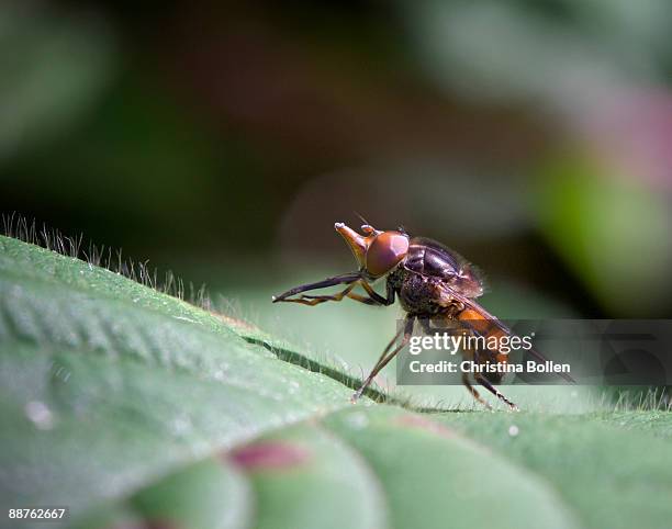 hoverfly (rhingia campestris), yorkshire, july - warning coloration stockfoto's en -beelden