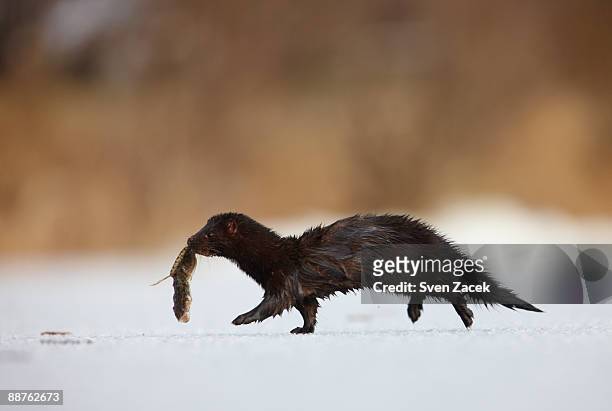 wild american mink (mustela vison) with burbot (lota lota) catch, winter, estonia - american mink fotografías e imágenes de stock