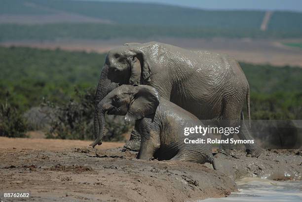 african bush elephant (loxodonta africana) addo elephant park eastern cape, south african summer - addo-elefanten-nationalpark stock-fotos und bilder