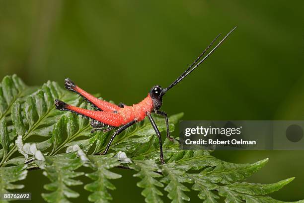 grasshopper (opaon sp.) on fern, colombia - warning coloration stockfoto's en -beelden