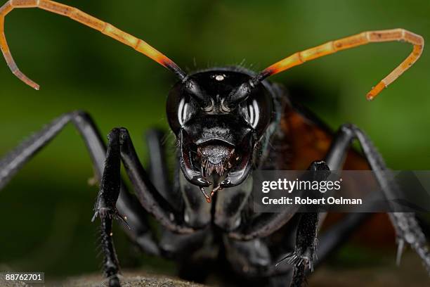 tarantula hawk wasp (pepsis sp.) on moss, colombia - warning coloration stockfoto's en -beelden