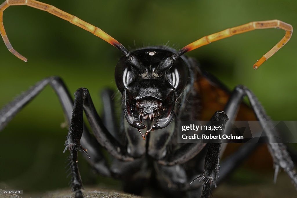 Tarantula hawk wasp (Pepsis sp.) on moss, Colombia