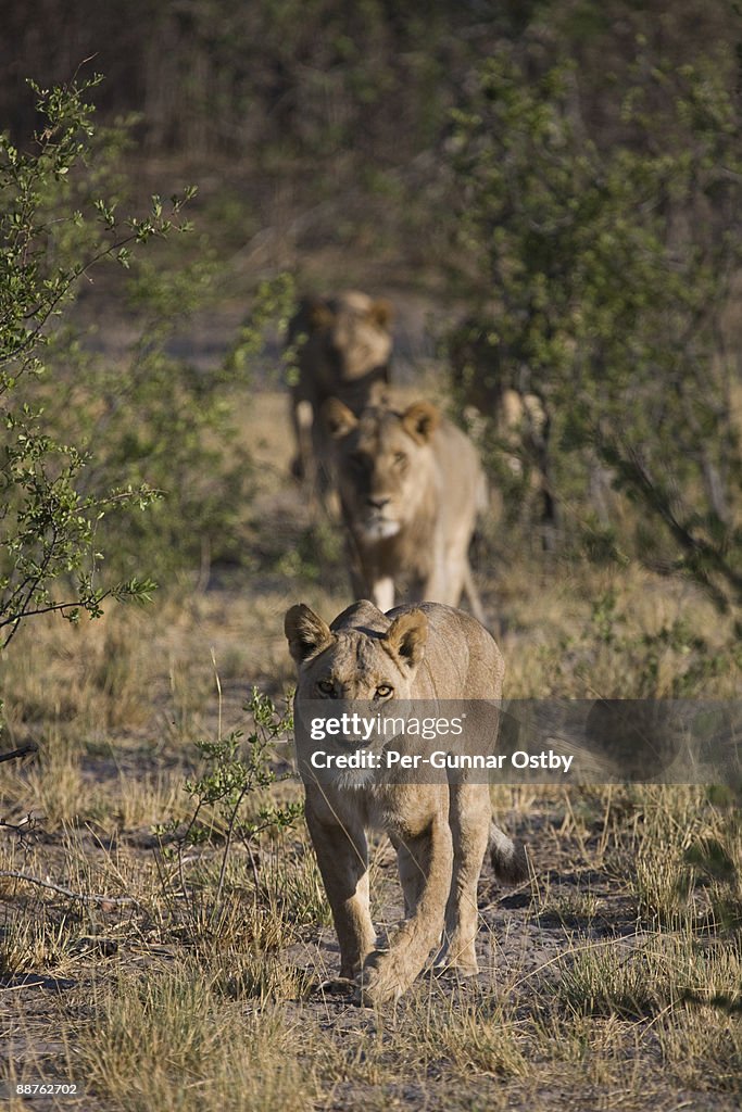Lioness (Panthera leo) leading hunting line, Kings Pool Concession, Linyanti Swamp, Botswana