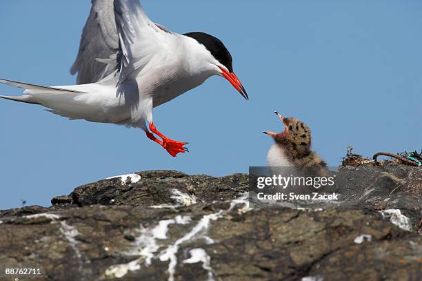 common tern (sterna hirundo) feeding chick, baltic sea coast - common aims stock-fotos und bilder