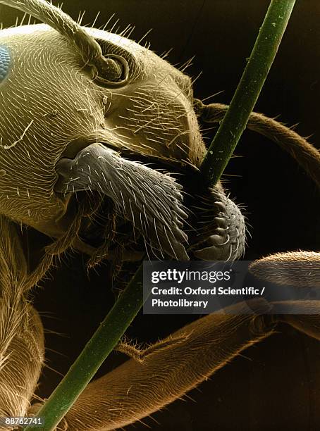 Tooth Bugs Photos and Premium High Res Pictures - Getty Images