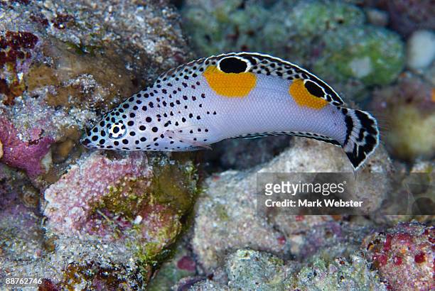 twin spot wrasse (coris aygula), brothers island, red sea, egypt - wrasses stock pictures, royalty-free photos & images