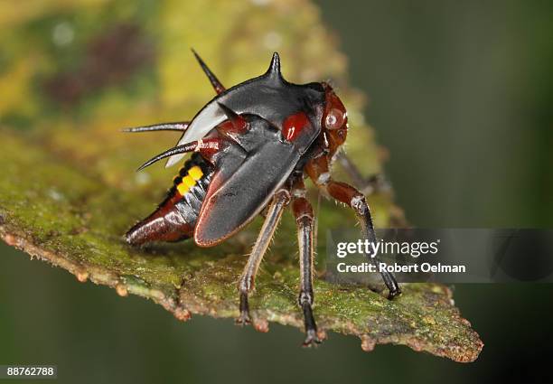 immature thornbug (family membracidae) on leaf, colombia - warning coloration stockfoto's en -beelden