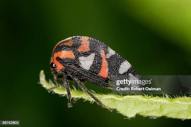 treehopper (family membracidae) on leaf, colombia - warning coloration stockfoto's en -beelden