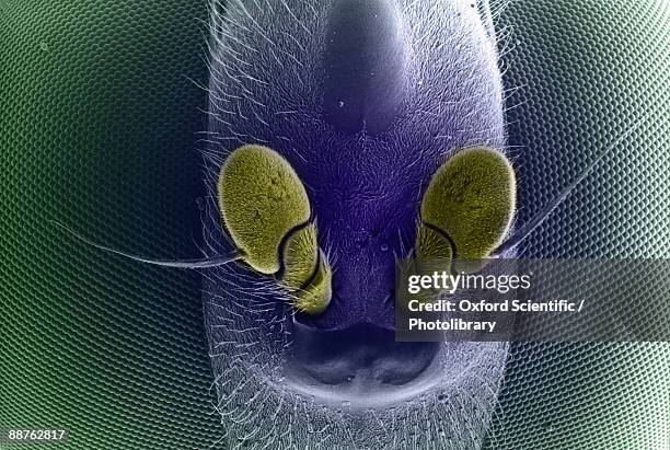 colourised close up sem image of hoverflys (family syrphidae) head - compound eye stock pictures, royalty-free photos & images