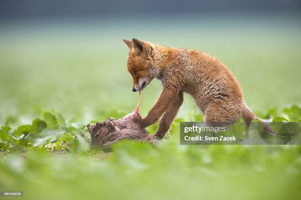 Meat Ripping Wild Red Fox Kit Ripping Meat Off Carcass Summer High-Res Stock Photo ...