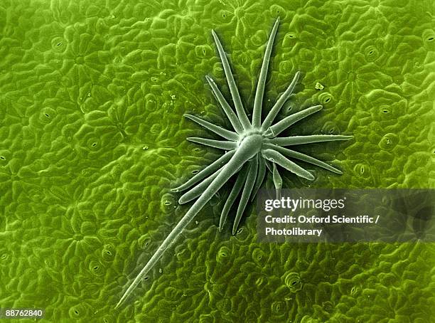 colourised sem image of hair on the surface of croton plant - trichome stock pictures, royalty-free photos & images