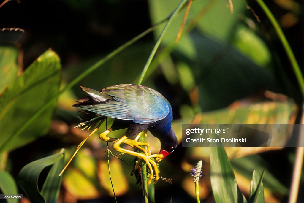American Purple Gallinule (Porphyrio martinica) feeding on fireflag (Thalia geniculata), Florida, USA