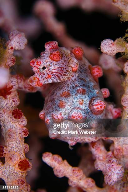 pygmy seahorse (hippocampus bargibanti), north sulawesi, indonesia - north sulawesi stock-fotos und bilder