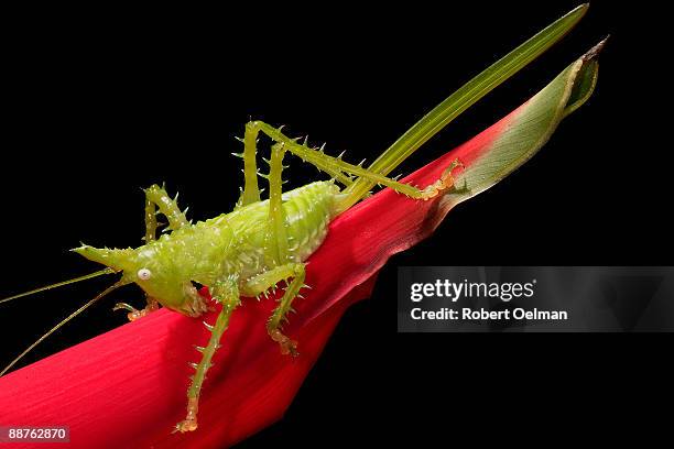 331 Tettigoniidae Katydid Stock Photos and High-Res Images - Getty