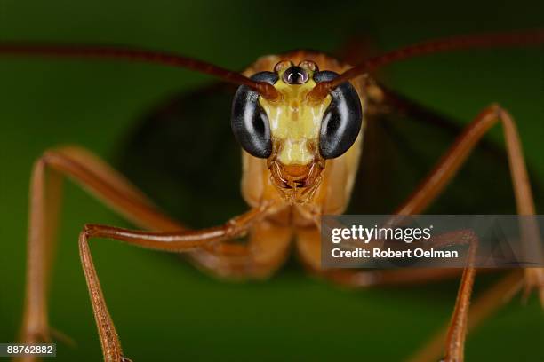 wasp (rhopalosoma sp.) on plant, colombia - orange wasp stock pictures, royalty-free photos & images