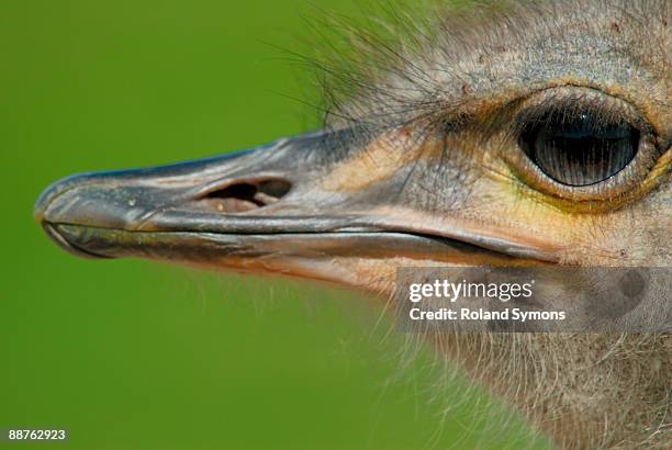 145 Oviparous Animals Photos and Premium High Res Pictures - Getty Images 145 Oviparous Animals Photos and Premium High Res Pictures - Getty Images