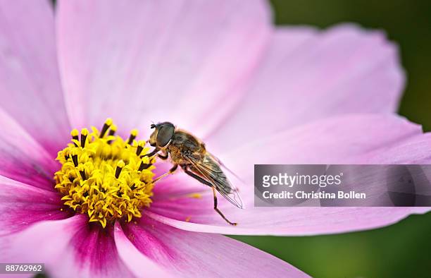 hoverfly (eristalis tenax) feeding on cosmos plant, yorkshire september 2008 - colorazione aposematica foto e immagini stock