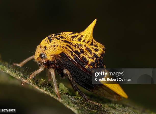 thornbug (family membracidae) on leaf, colombia - colorazione aposematica foto e immagini stock