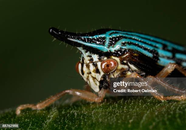 treehopper (family cicadellidae) on leaf, colombia - warning coloration stockfoto's en -beelden