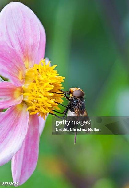 hoverfly (volucella pellucens) visintg dahlia flower, yorkshire, august - warning coloration stockfoto's en -beelden