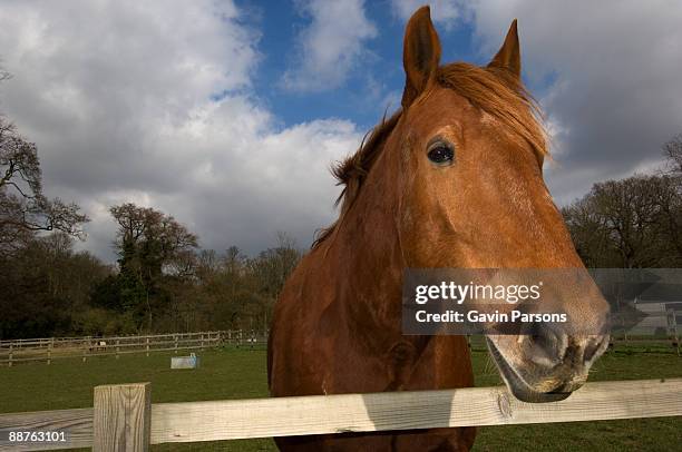 critically endangered suffolk punch horse (equus caballus), britains oldest working horse breed, church farm, suffolk, uk - big head bildbanksfoton och bilder