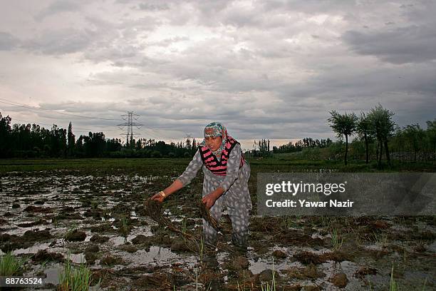 Zaina Begum 44, works in her field on June 30, 2009 on the outskirts of Srinagar in the Indian Administered Kashmir. Zaina 44, says her husband...