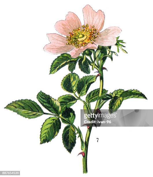 rosehip - rosa eglanteria stock illustrations