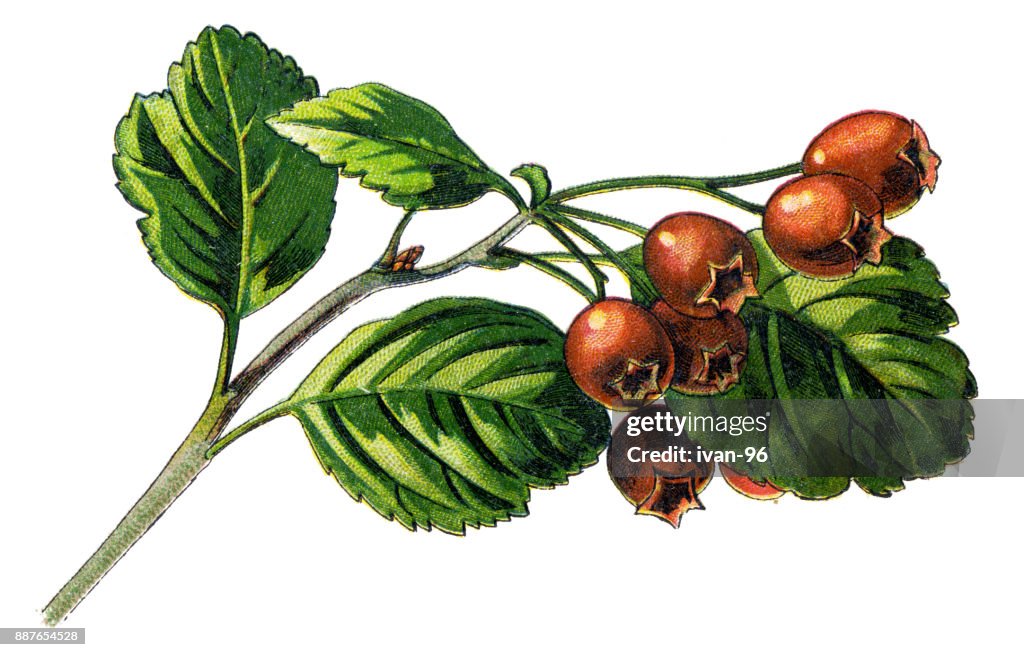 Hawthorn