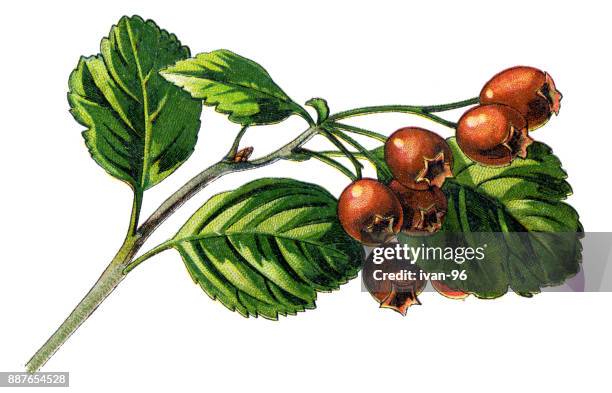 hawthorn - mayflower stock illustrations