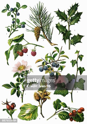 Medicinal and Herbal Plants Medicinal and Herbal Plants