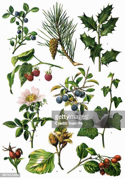 medicinal and herbal plants - hawthorn,_victoria stock illustrations