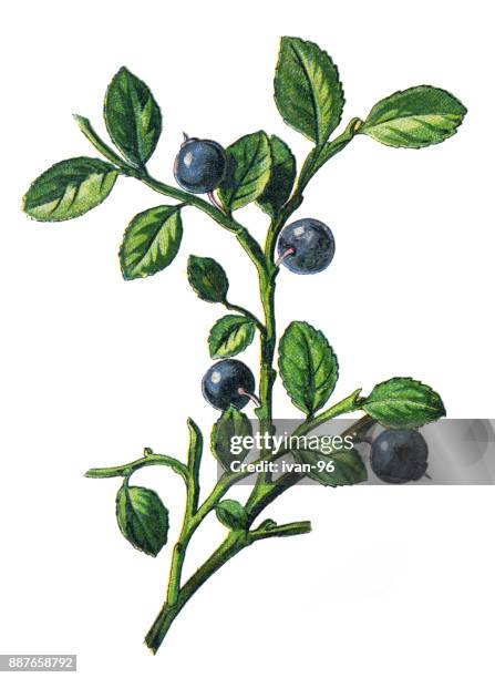 ilustraciones, imágenes clip art, dibujos animados e iconos de stock de arándanos - arándano