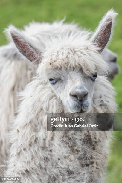 alpaca de los andes - cabeza de animal stock pictures, royalty-free photos & images