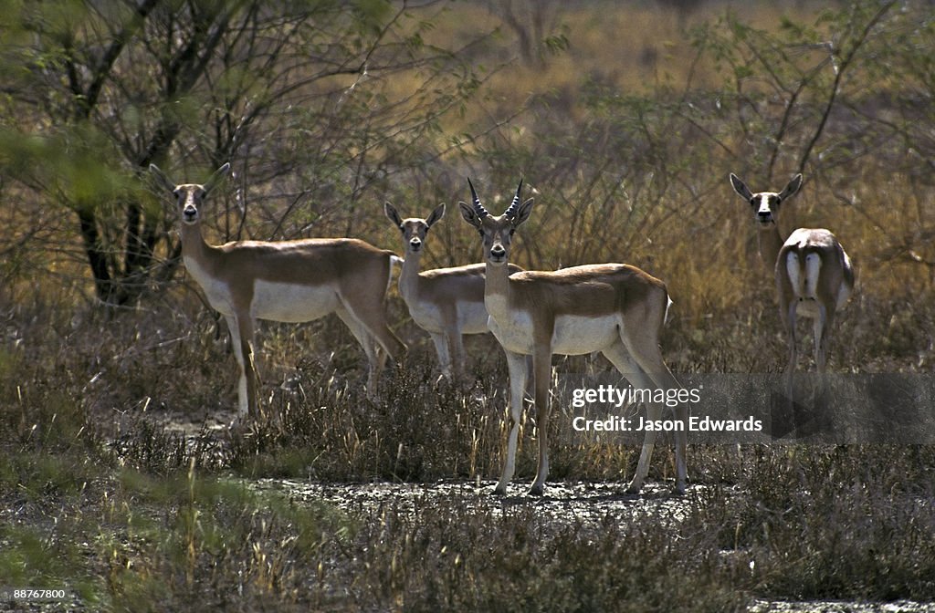 Velavadar Blackbuck National Park, Gujarat, India.