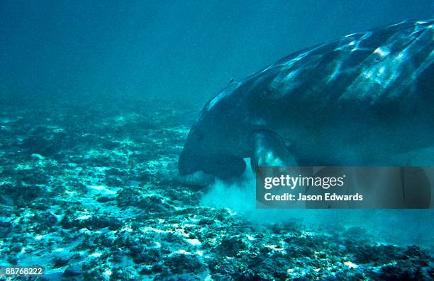 coral bay, western australia, australia. - coral bay western australia stock pictures, royalty-free photos & images
