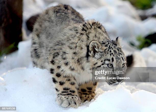 Snow Leopard enjoys the snow as snow and ice sculptures are installed to create a winter wonderland at Melbourne Zoo on July 1, 2009 in Melbourne,...