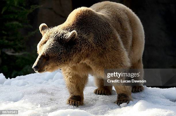 Bear enjoys the snow as snow and ice sculptures are installed to create a winter wonderland at Melbourne Zoo on July 1, 2009 in Melbourne, Australia....