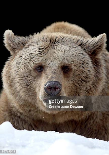 Bear enjoys the snow as snow and ice sculptures are installed to create a winter wonderland at Melbourne Zoo on July 1, 2009 in Melbourne, Australia....