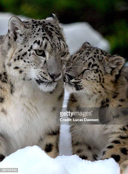 Snow Leopards enjoys the snow as snow and ice sculptures are installed to create a winter wonderland at Melbourne Zoo on July 1, 2009 in Melbourne,...