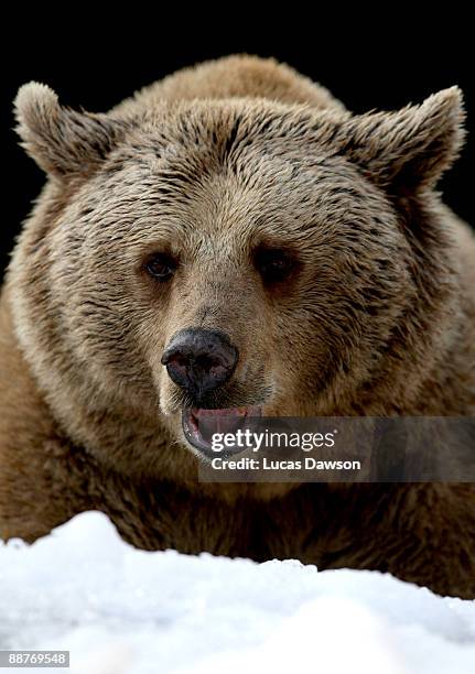 Bear enjoys the snow as snow and ice sculptures are installed to create a winter wonderland at Melbourne Zoo on July 1, 2009 in Melbourne, Australia....