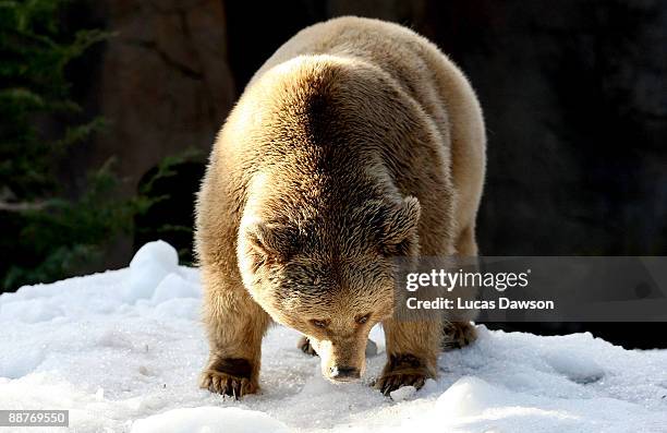 Bear enjoys the snow as snow and ice sculptures are installed to create a winter wonderland at Melbourne Zoo on July 1, 2009 in Melbourne, Australia....