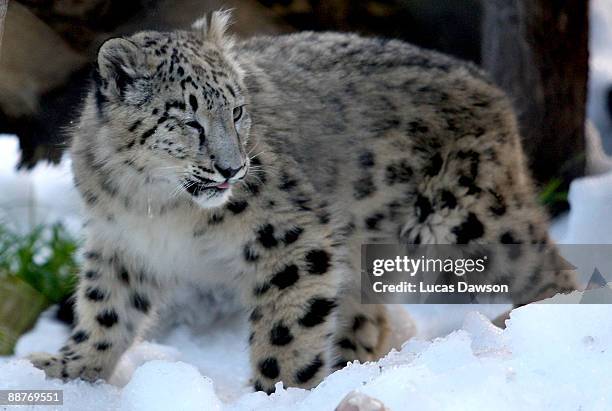 Snow Leopard enjoys the snow as snow and ice sculptures are installed to create a winter wonderland at Melbourne Zoo on July 1, 2009 in Melbourne,...