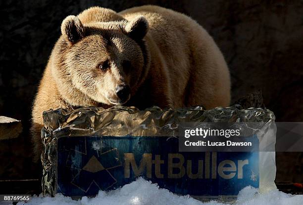 Bear enjoys the snow as snow and ice sculptures are installed to create a winter wonderland at Melbourne Zoo on July 1, 2009 in Melbourne, Australia....