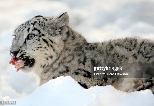 Snow Leopard enjoys the snow as snow and ice sculptures are installed to create a winter wonderland at Melbourne Zoo on July 1, 2009 in Melbourne,...