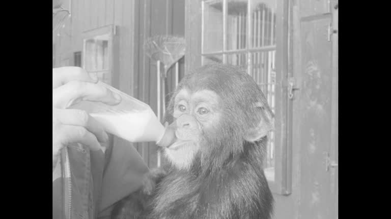 Video Chimp 90 Chimpanzee Drinking Stock Videos, Footage, & 4K Video Clips - Getty ...