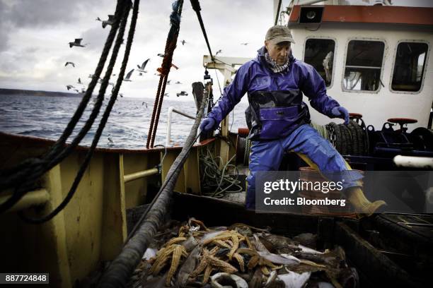 An apprentice fisherman sorts out a catch of net caught fish on the deck of the Harvest Reaper fishing trawler approximately 18 nautical miles...