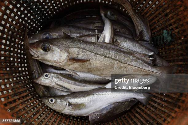 Catch of whiting and gurnard sit aboard Harvest Reaper fishing trawler approximately 18 nautical miles offshore from Newlyn, U.K., on Sunday, Nov....