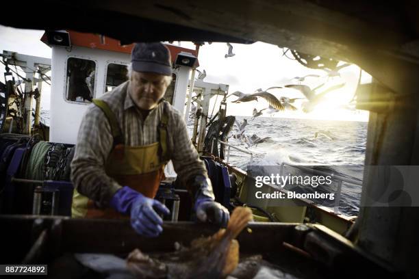 The skipper cleans his catch of brill and turbot aboard the Harvest Reaper fishing trawler approximately 18 nautical miles offshore from Newlyn,...